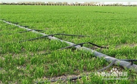 小麥春季首次肥水管理與軟件開(kāi)發(fā) 一個(gè)關(guān)于精準(zhǔn)與流程的跨界思考